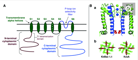 Kv3.1 Expression