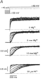 Kv1.1 structure