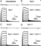 KC Antibody Effect on Kv2.1