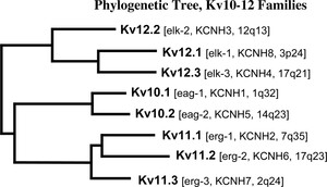 Kv10-12 phylogenetic tree