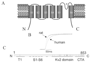 Rat/Human Kv2.1