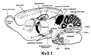 Kv3.1 Expression