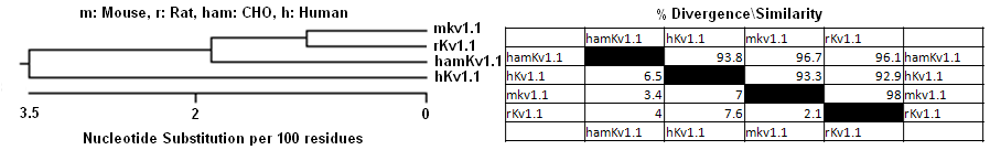 Kv1.l Phylogeny